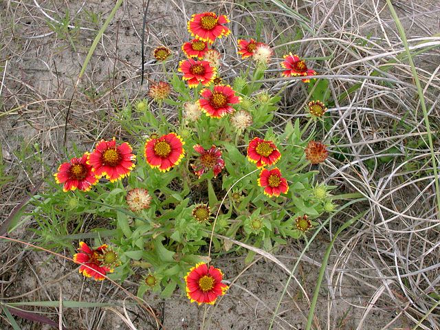 Indian Blanket in the garden