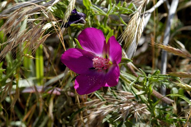 Winecup in the garden