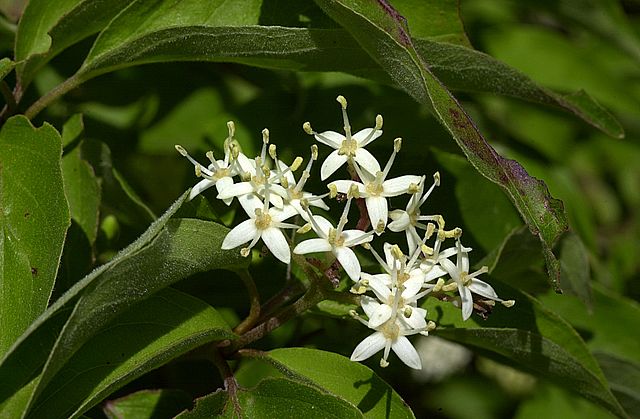 Rough-leaf Dogwood in the garden