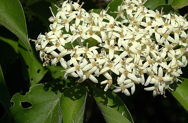 Rough-leaf Dogwood in the garden