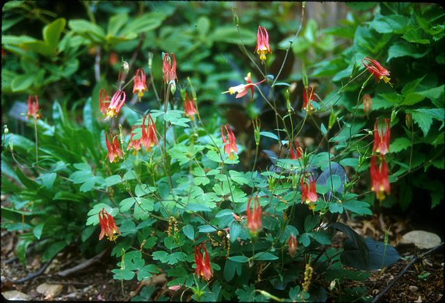 Wild Red Columbine