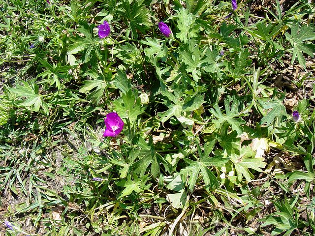 Winecup in the garden