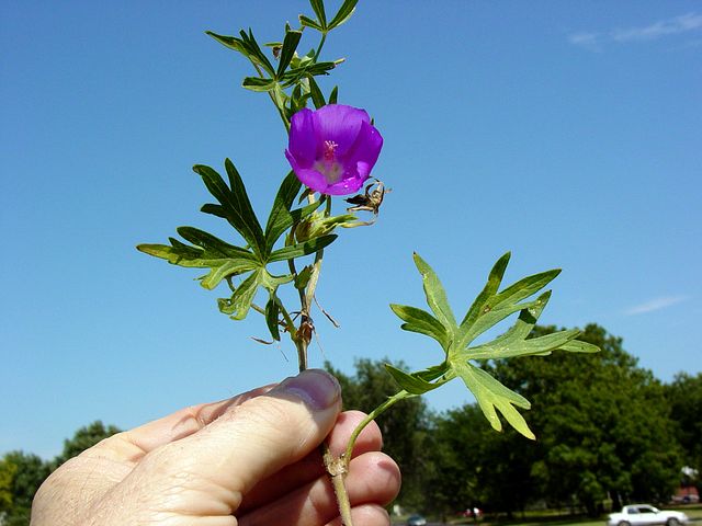 Winecup in the garden