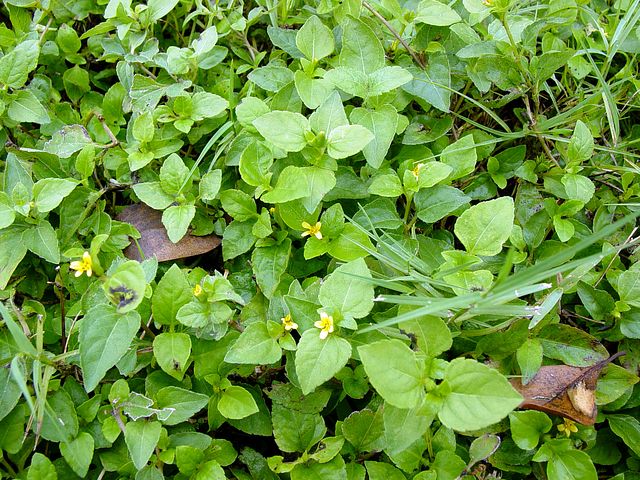 Horseherb in the garden