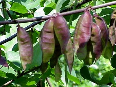 Texas Redbud in the garden