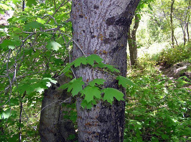 Bigtooth Maple