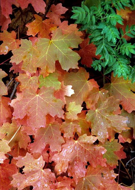 Bigtooth Maple in the garden