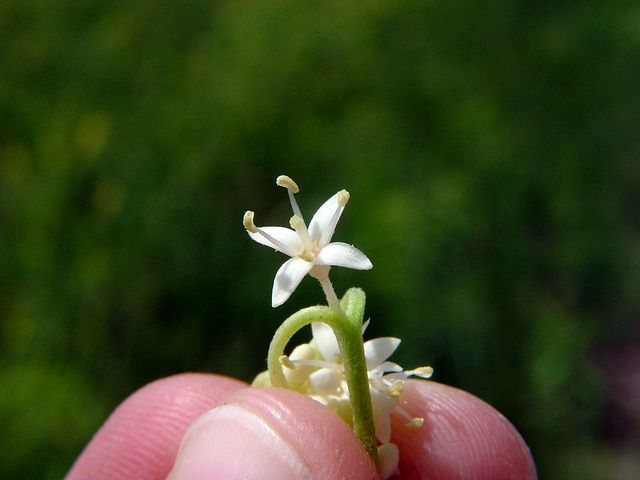 Rough-leaf Dogwood in the garden