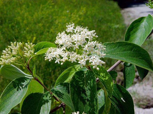 Rough-leaf Dogwood in the garden