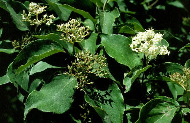 Rough-leaf Dogwood